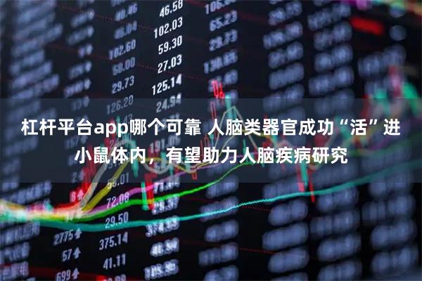 杠杆平台app哪个可靠 人脑类器官成功“活”进小鼠体内，有望助力人脑疾病研究